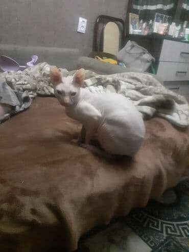 стрижка кошек с выездом на дом: Донской сфинкс, 2 года, Мальчик — 2