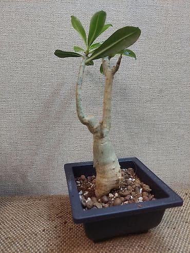 толстянка купить: Аденiums (Adenium obesum) – коллекционные суккуленты с каудексом — 3