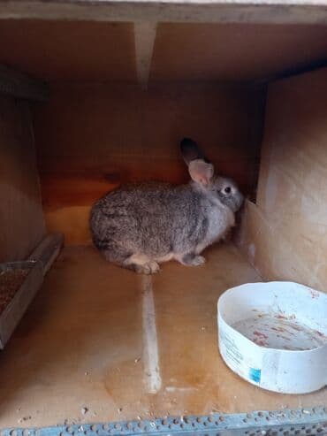 Зоотовары: Продаю кролиха два кролихи и один крол прошу по 1800 ступлю реальному — 1