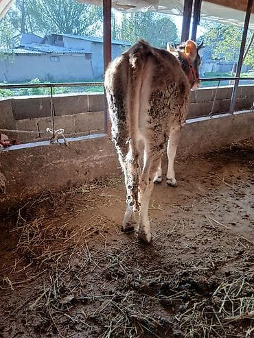 меренос козу: Продаю | Тёлка | Швицкая | Для молока | Привязанные — 5