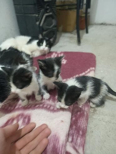 шотландская кошка цена бишкек: В ДОБРЫЕ РУКИ Черно-белые котята, помёт из нескольких малышей. Окрас — 2