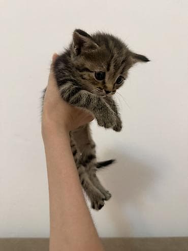 black cat: Скотиш Страйт (Шотландская прямоухая), 1 месяц, Девочка, Приучена к лотку — 5