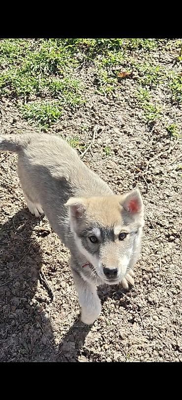 скворечник бишкек: Волкособы Сатылат. Бироо. ургаачы. 3 поколение. ото акылдуу — 2