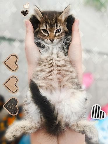 fermer kg: Срочно ищем дом для котят! Четыре милых котенка (3 мальчика и 1 — 2
