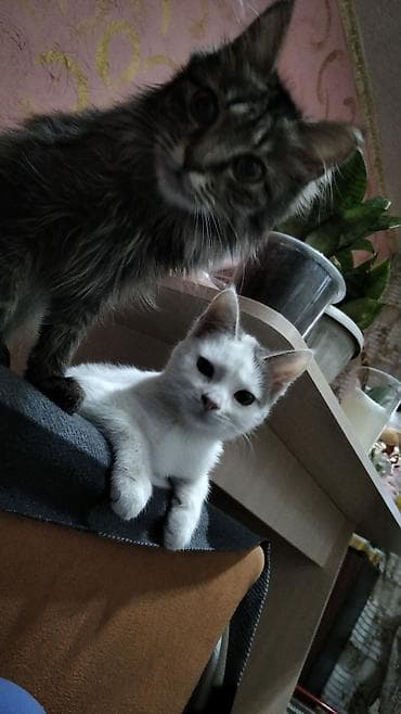 сиамская длинношерстная кошка: Котята домашние, разноцветные окрасы: - рыжий с белымш - черно-белый - — 4