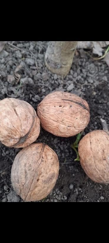 Саженцы грецкого ореха (Juglans regia) тонкошкурые Иссык-Куль -