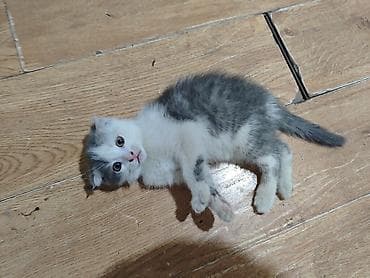 Шотландский котёнок 2 мес(др 17.05.2026), окрас бело-серый (биколор) lalafo.kg да Шотландский котёнок 2 мес(др 17.05.2026), окрас бело-серый (биколор)
