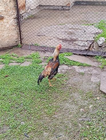 кунай минато: Продаю | Петух | Дакан | Для боев — 10