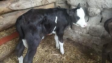 коровы симентал: Продаю | Тёлка | Полукровка | На откорм — 1