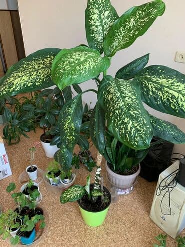 Диффенбахия (пестролистная, крупнолистная форма) - Эффектное at lalafo.kg Диффенбахия (пестролистная, крупнолистная форма) - Эффектное