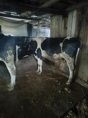 вызов ветеринара на дом бишкек: Продаю | Тёлка | Голштин | Для разведения | Племенные — 5