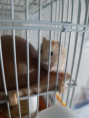Хомячки декоративные Особенности: - Активные и любопытные питомцы