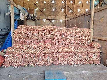 Лук Оптом — 4