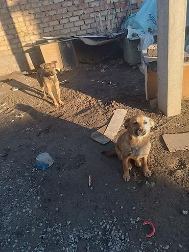 романский баран: Собака даром: Бельгийская овчарка, 5 месяцев, Самка — 4