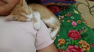 Отдам даром кошку: Кошка даром: Беспородная, 2 месяца, Мальчик, Приучена к лотку — 2