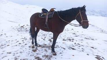 Грызуны: Продаю | Конь (самец) | Рабочий — 3