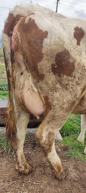 тёлки швиц: Продаю | Корова (самка) | Для молока | После отела — 1