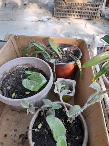 где купить цветы оптом дешево: Домашние и уличные цветы цены разные — 6