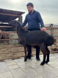 продажа козлов: Продаю | Овца (самка) | Арашан | Для разведения | Матка — 7