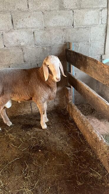 продажа домашних животных: Продаю | Баран (самец) | Для разведения | Осеменитель — 2