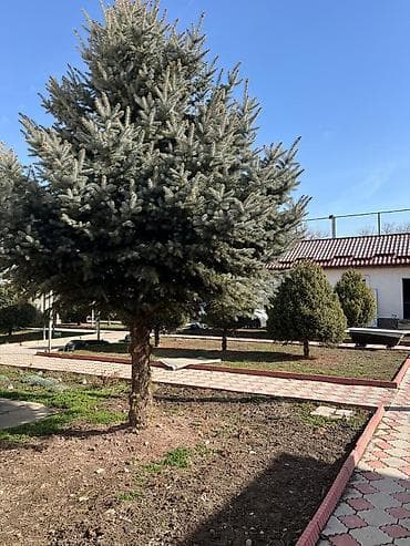 тянь шаньская ель: Ели Тян-шаньские (10шт) 10,000 сом за штуку Высота 2.5-3 метра — 5