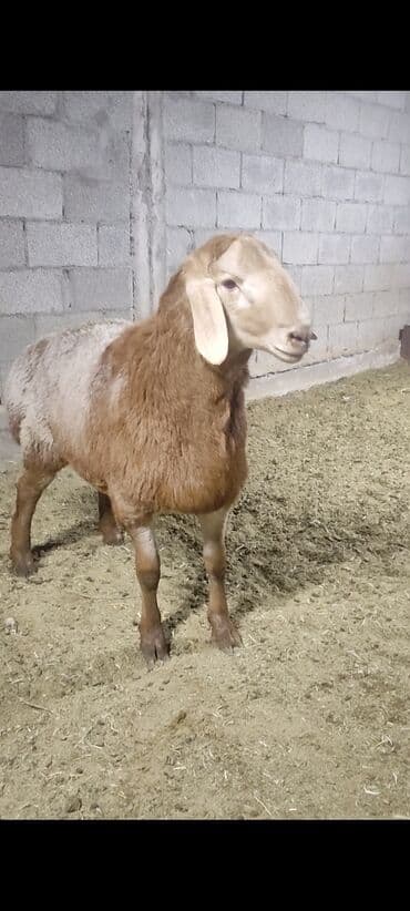 хаски шенок: Продаю | Баран (самец) | Для разведения | Племенные — 2