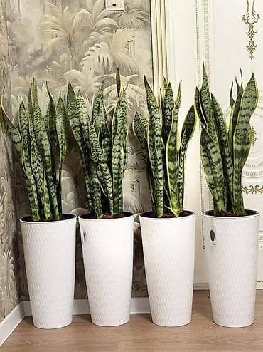 тещин: 🌿 Сансевиерия (Тещин язык) – үйүңүз үчүн кооз жана пайдалуу өсүмдүк! — 1