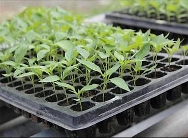 горшок для рассады: Кассета для массасы 32 50 72 105ячейка — 4