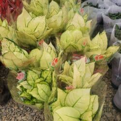 аквариум с рыбой: Комнатные растения в горшках Оптом и розницу - Антуриум (красные — 28