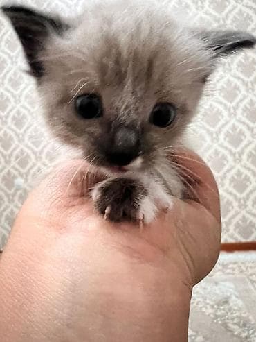 черепаховая кошка: 1 месяц, Девочка, Биколор — 1