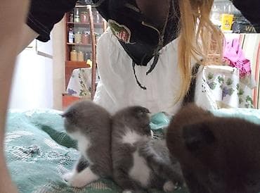 Мышыктар: ОТДАЮ КОТЯТ!! В ХОРОШИ РУКИ!! Котята на половину веслоухии, хороши — 2