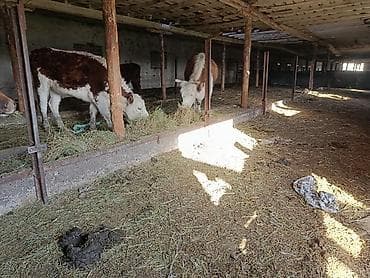 породистый баран: Продаю | Бык (самец) | Полукровка | На откорм | Привязанные — 6