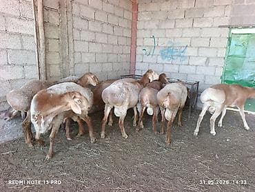 попугай волнистик: Продаю | Баран (самец) | Для разведения — 3