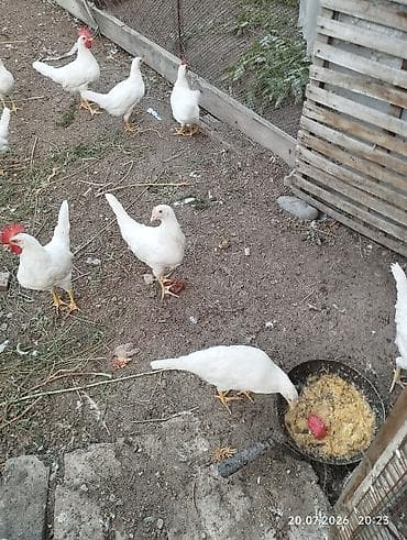 кой романовский: Продаю курочек 3 месяца хай лайн соня. 14 штук. и леггорн 10 - — 6