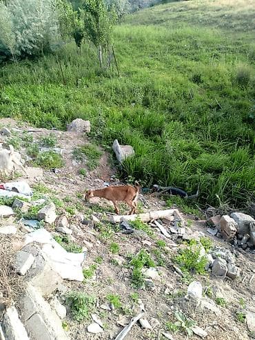 ечки теке: Продаю | Коза (самка), Козёл (самец), Козлёнок — 2