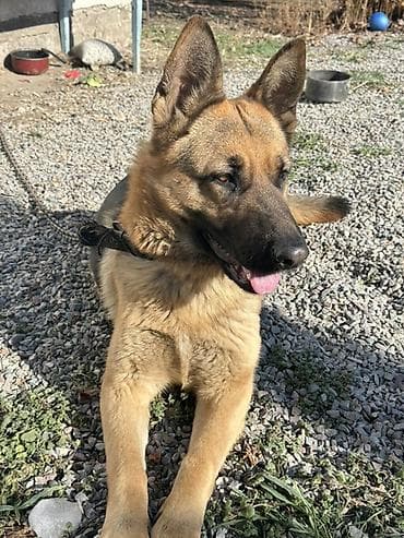 Немецкая овчарка, 10 месяцев, Самка, С прививкой