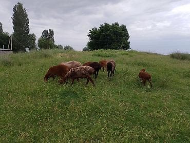 хомяки токмок: Сатам | Ургаачы кой (ургаачы), Козу, Кочкор (эркек) | Союуга, Көбөйтүү үчүн | Жасалма жол менен боозутуу, Ургаачы, Козулаган — 5