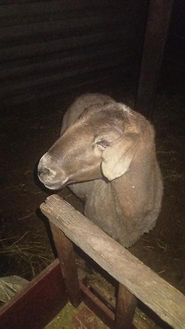 Продаю | Овца (самка) | Для разведения