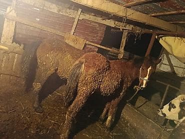 сментал бука: Продаю | Жеребенок | Для разведения — 4