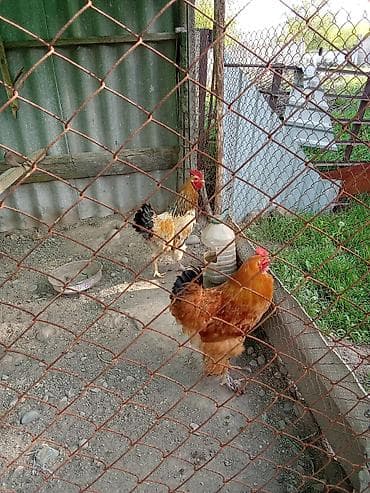 сколько стоит мальтипу мини: Продаю | Петух | Для разведения — 4