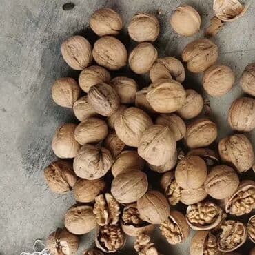 сникерс большой цена бишкек: Продаю грецкий орех урожай этого годамелкий по 70 крупный 90 — 2