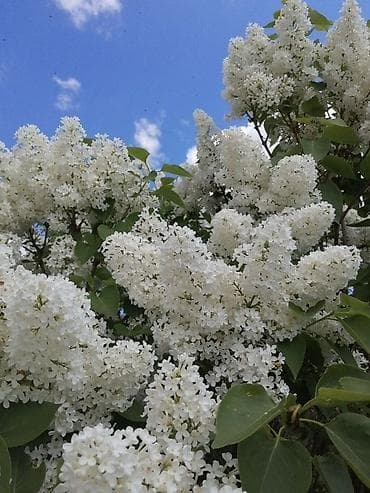 букет срочно: Белая сирень — срезка и ветки для букетов Ветка 60 сом Пишите ват сап — 2