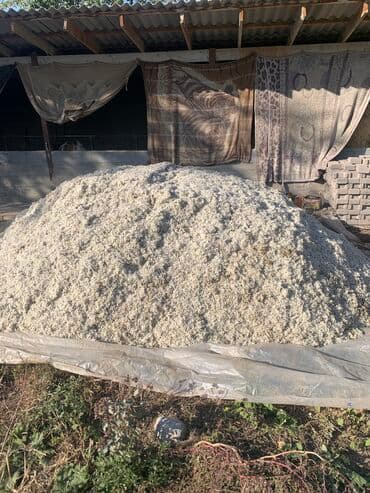 коровы животные: Продаю | Корова (самка), Бык (самец) | Для разведения — 3