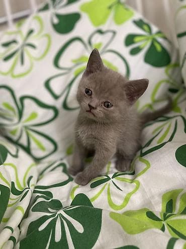 котята британские короткошерстные: Британская короткошёрстная, 1 месяц, Мальчик, Серый, Метис — 4
