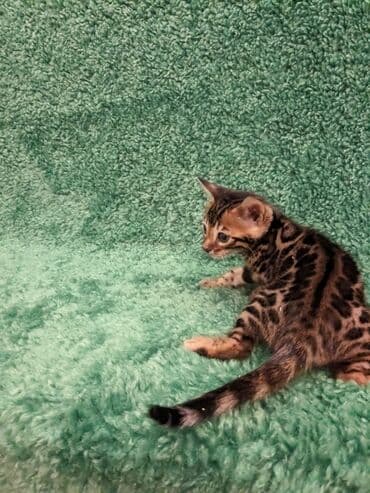 доброй: Всем Привет .!!!. В питомнике Бен Гла Мур. долгожданные новые детки — 6