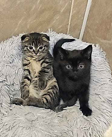 Скотиш Страйт (Шотландская прямоухая), 2 месяца, Девочка, Биколор, Приучена к лотку