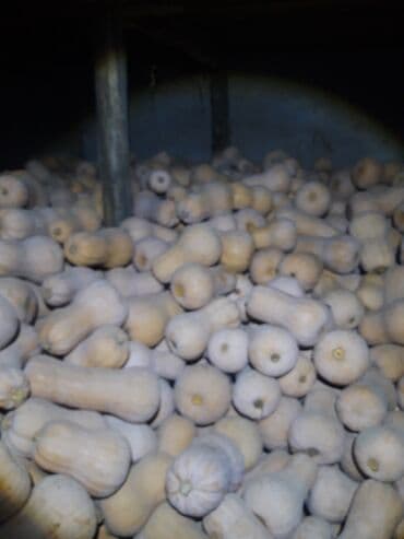 где можно купить саженцы яблони в бишкеке: Тыква мускатная (баттернат), урожай собственного выращивания.25 сом — 1