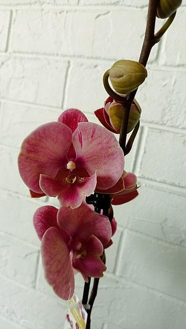 орхидея фото цена: Большой выбор сортовых орхидей, высота растений 70 см. цены от 1450 до — 8