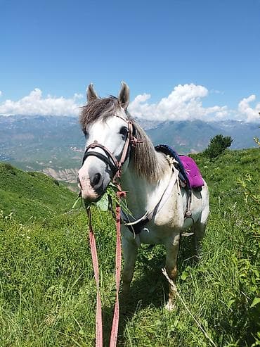 продажа орловских жеребят: Продаю | Конь (самец) | Рабочий | Мерин — 3