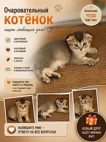 кошка бишкек: Котята домашние, пушистые, разных окрасов. Описание: - Породы не — 2